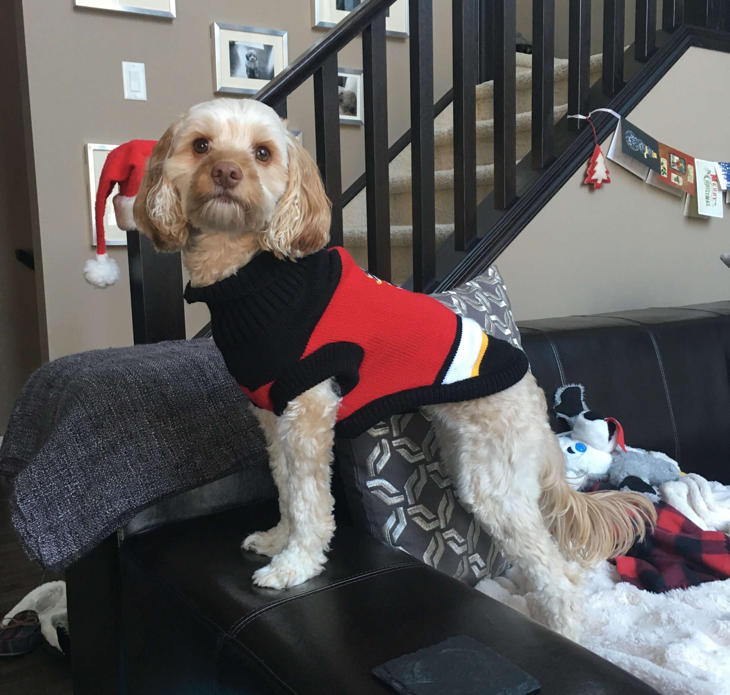 Hattie in her Calgary Flames Sweater – she hates to wear clothes, but she loves this cozy sweater.  We told her that Mikael Baklund’s dogs have the same one!